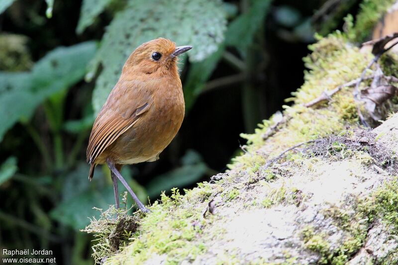 Image of Brown-breasted Antpitta