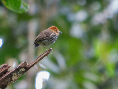 Image of Scallop-breasted Antpitta