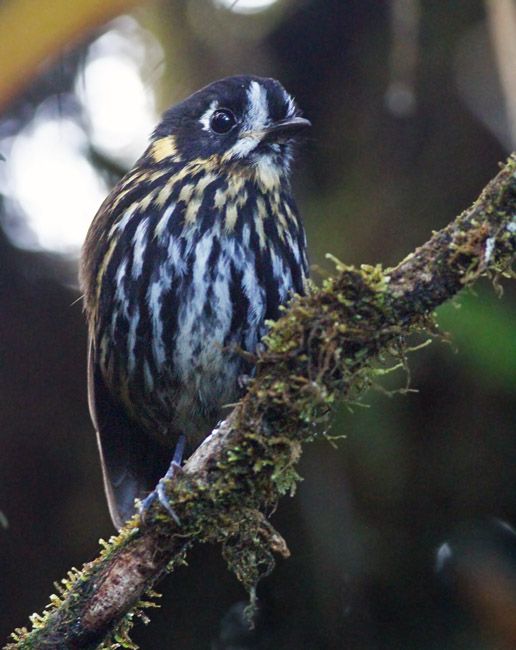 Image of Crescent-faced Antpitta