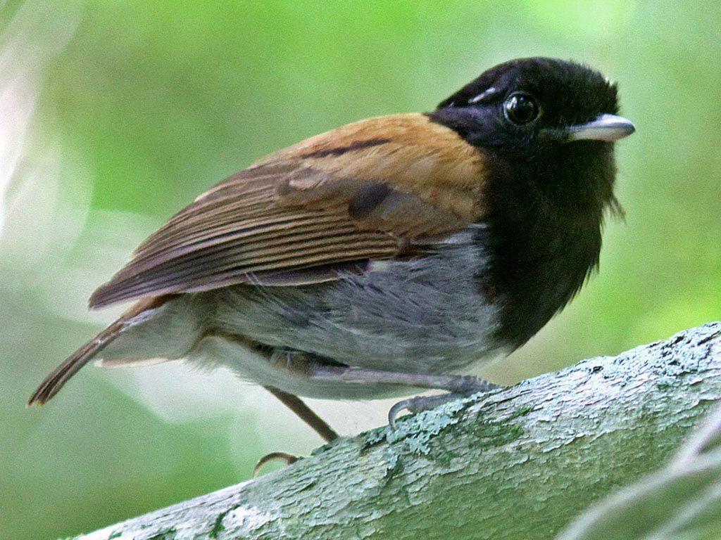 Image of Hooded Gnateater