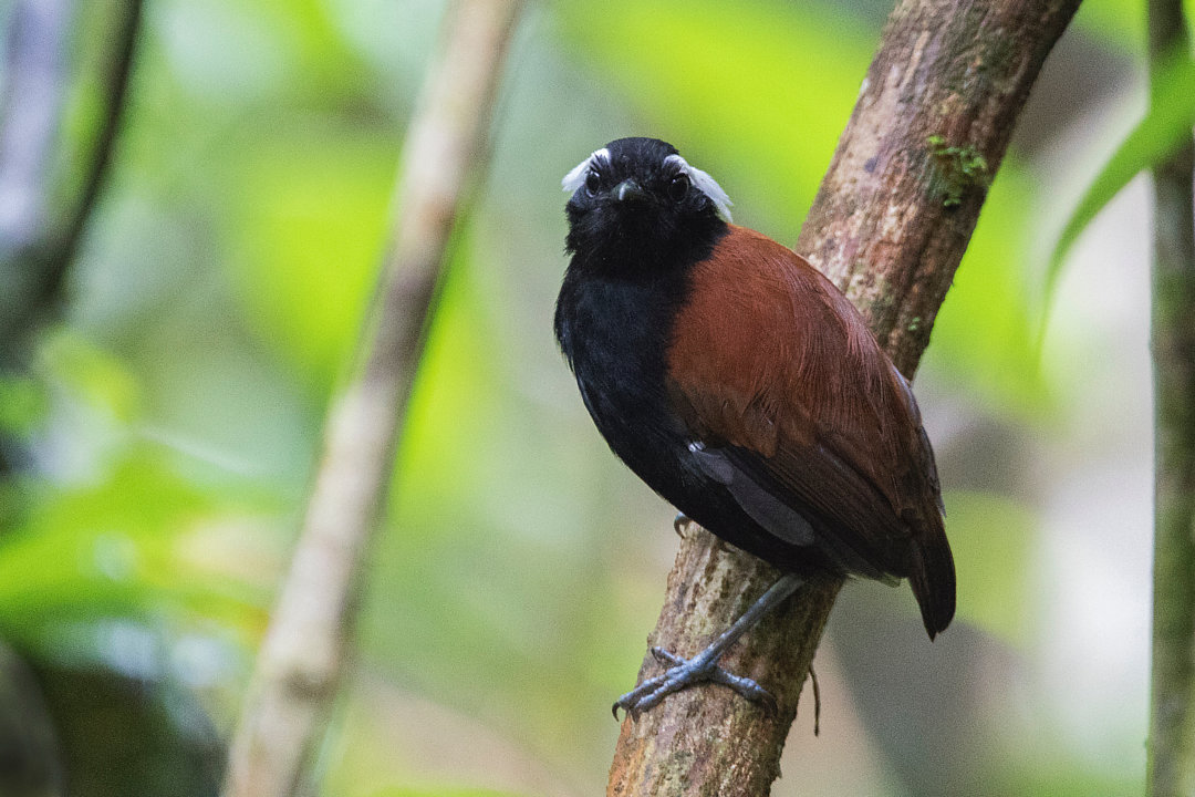 Image of Black-bellied Gnateater