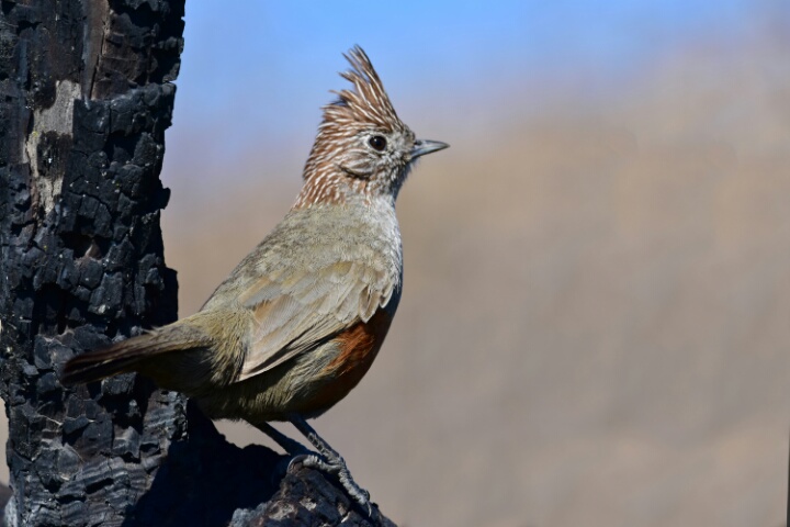 Image of Crested Gallito