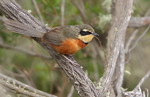 Image of Olive-crowned Crescentchest