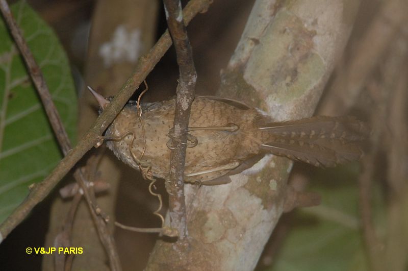 Image of Spotted Bamboowren