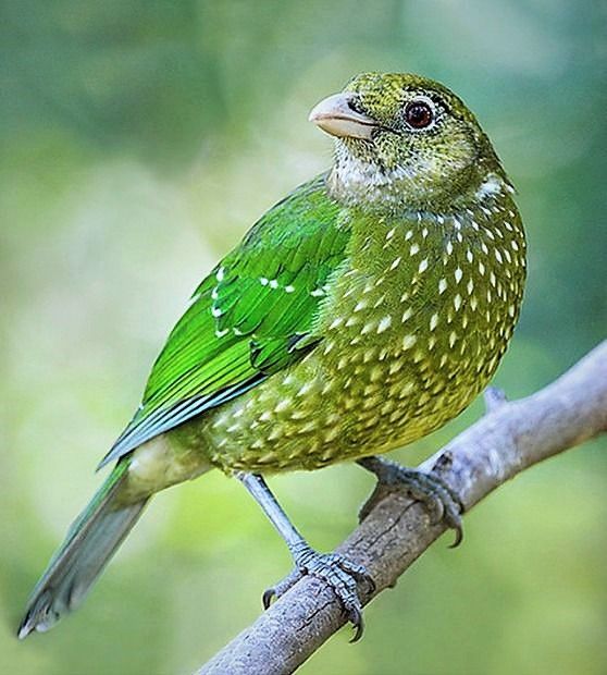 Image of Green Catbird