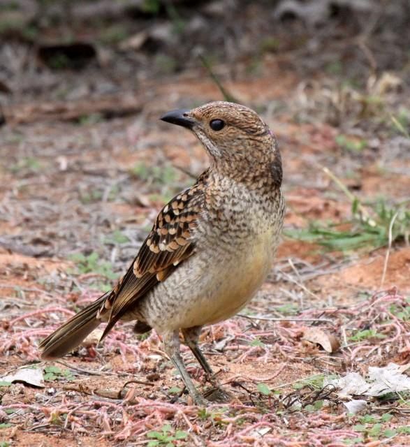 Image of Spotted Bowerbird