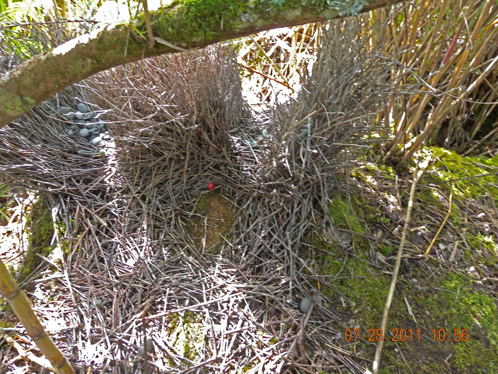 Image of Yellow-breasted Bowerbird