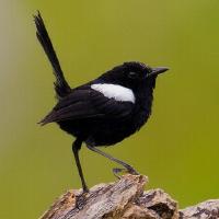 Image of White-shouldered Fairy-wren (Male)