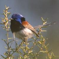 Image of Variegated Fairy-wren (Male)