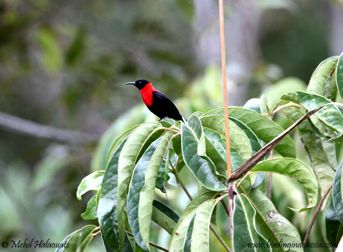 Image of Red-collared Myzomela