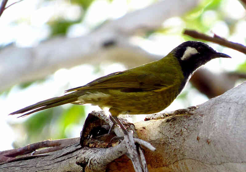 Image of Silver-eared Honeyeater