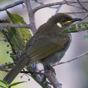 Image of Hill-forest Honeyeater
