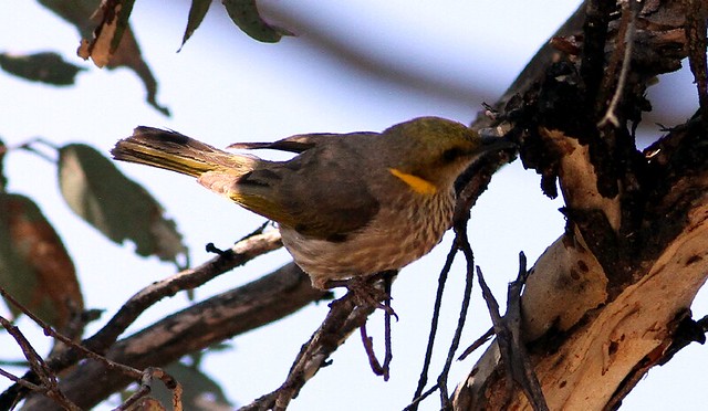 Image of Obscure Honeyeater