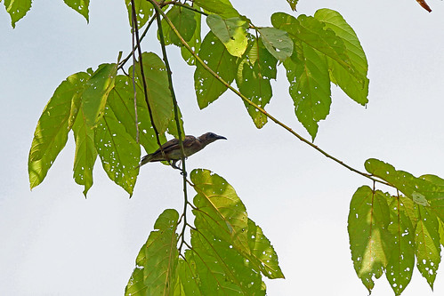 Image of Meyer's Friarbird
