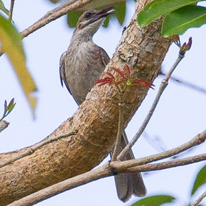 Image of Timor Friarbird