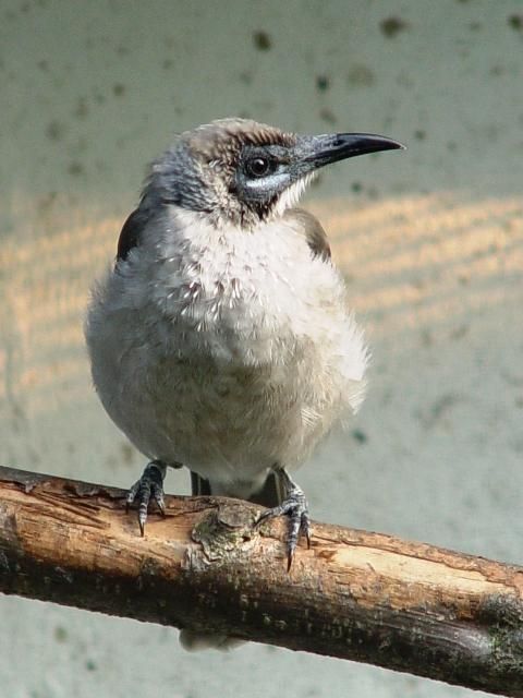 Image of Brass's Friarbird