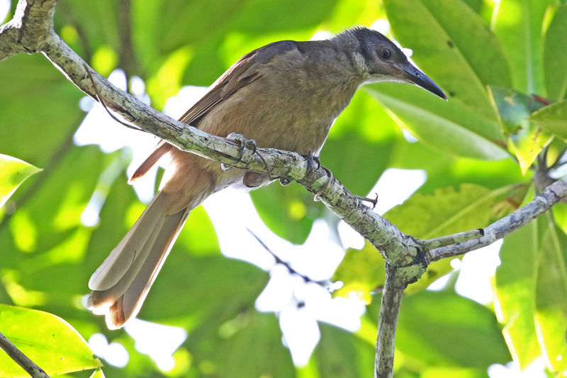 Image of Dusky Friarbird