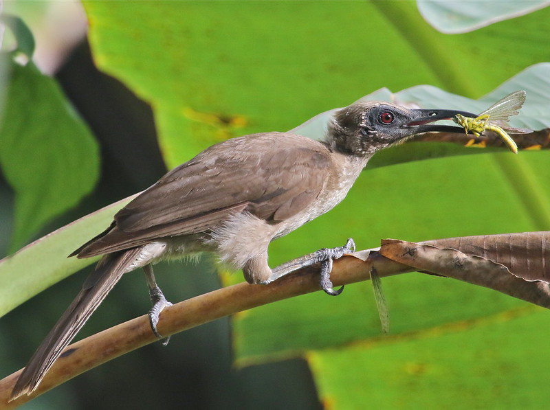 Image of Black-faced Friarbird