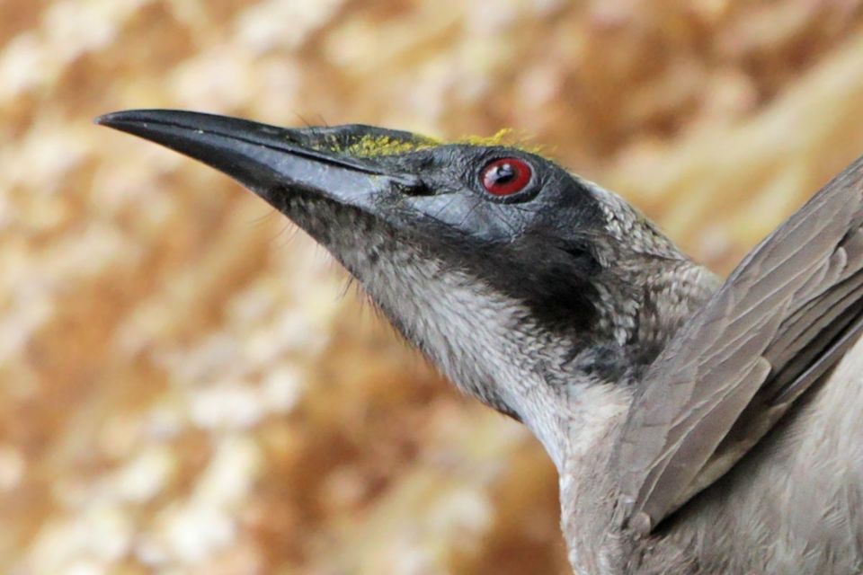 Image of Helmeted Friarbird