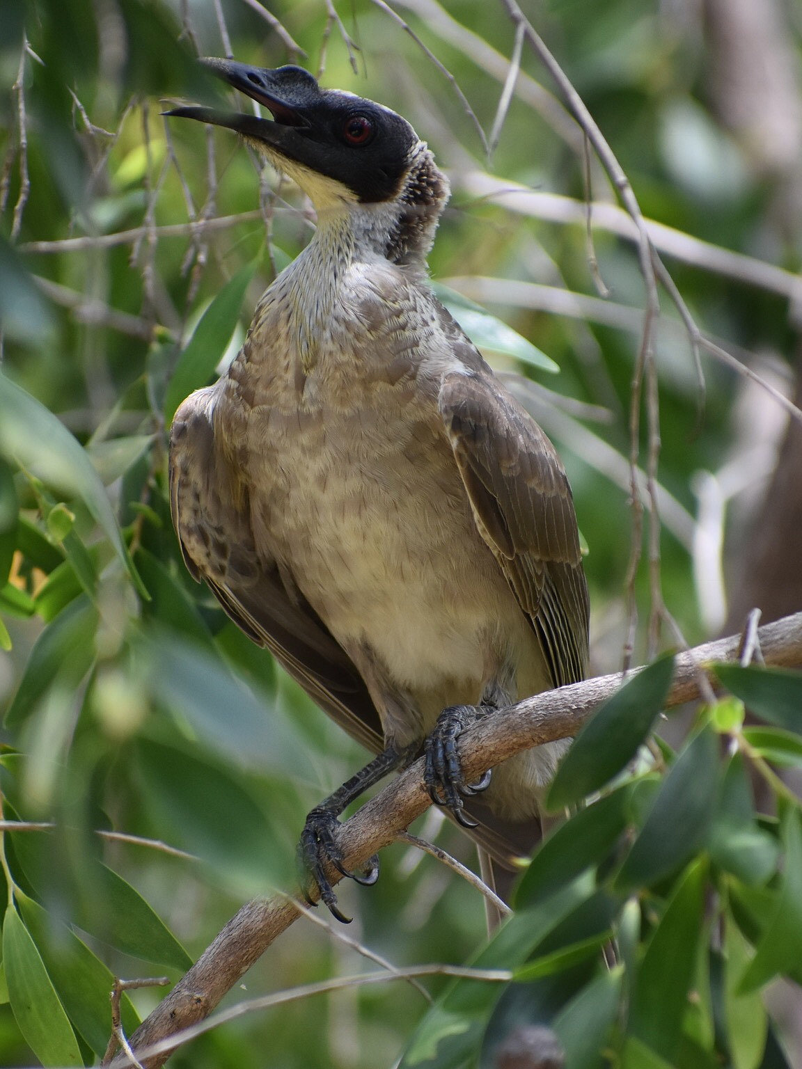 Image of Silver-crowned Friarbird