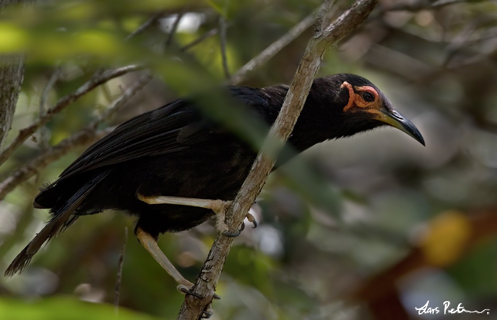 Image of Crow Honeyeater