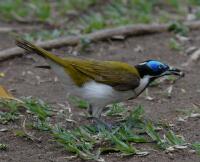 Image of Blue-faced Honeyeater