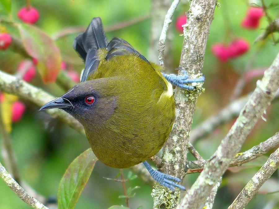 Image of New Zealand Bellbird
