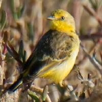 Image of Yellow Chat (Male)