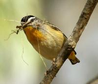Image of Spotted Pardalote