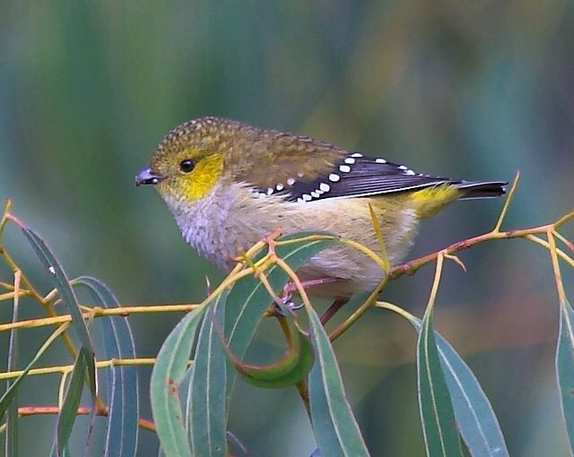 Image of Forty-spotted Pardalote