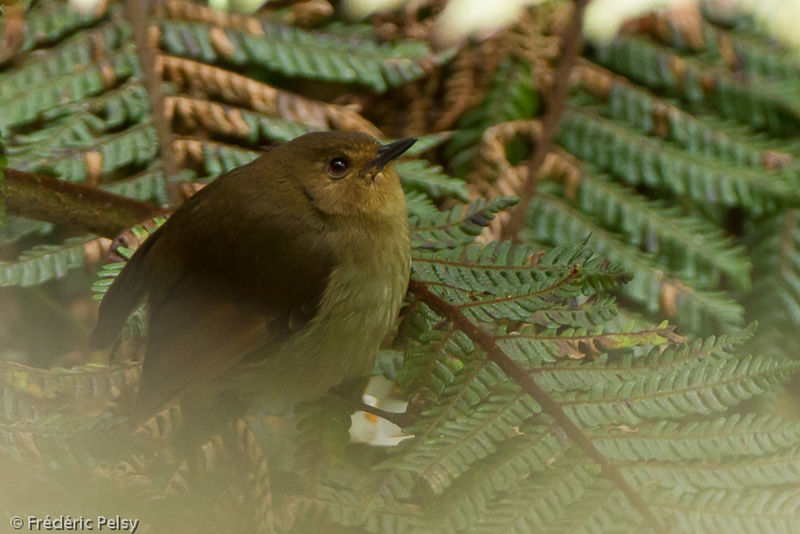 Image of Bicoloured Mouse-warbler