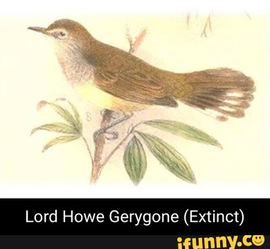 Image of Lord Howe Gerygone