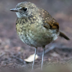 Image of Lesser Ground-robin