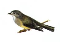 Image of Yellow-legged Flyrobin