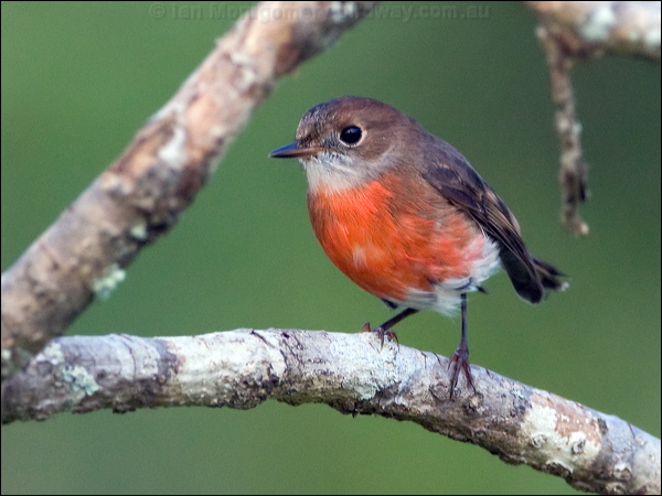 Image of Pacific Robin