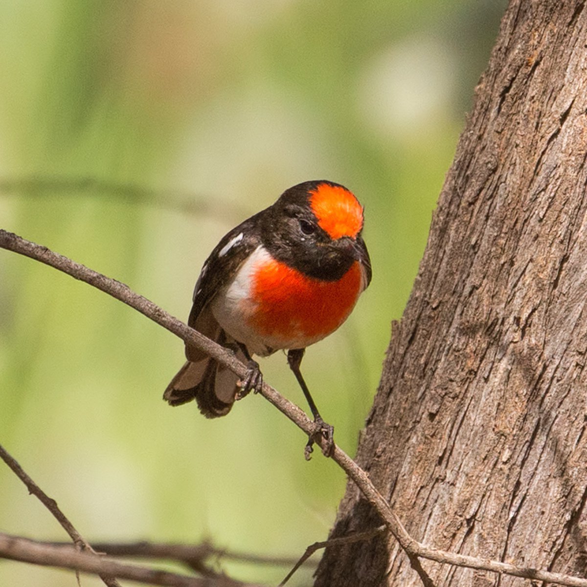 Image of Red-capped Robin