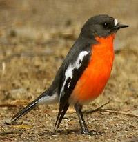 Image of Flame Robin (Male)