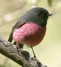 Image of Pink Robin (Male)