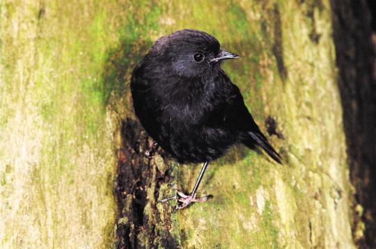 Image of Black Robin