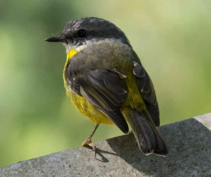 Image of Eastern Yellow Robin
