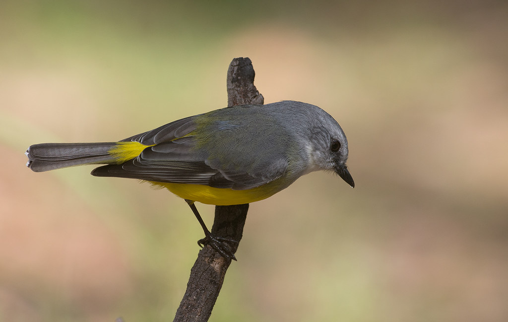 Image of Western Yellow Robin
