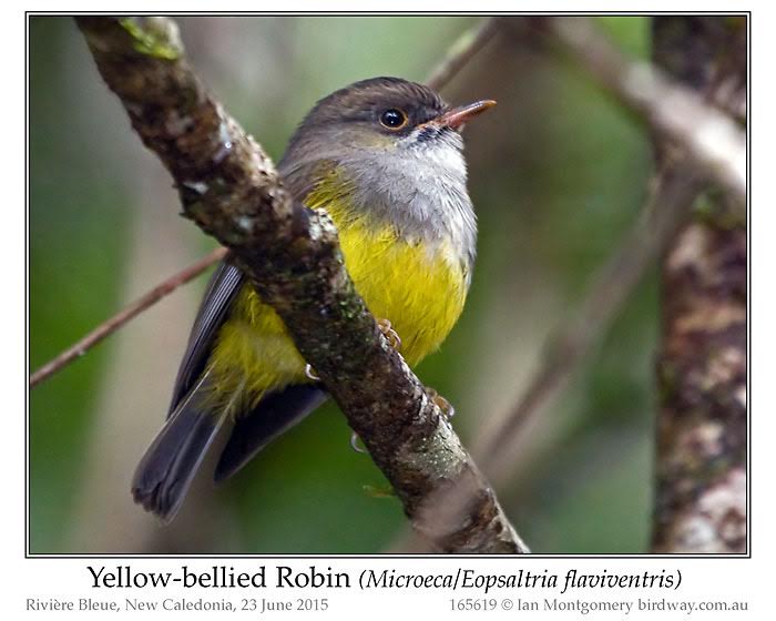 Image of Yellow-bellied Robin
