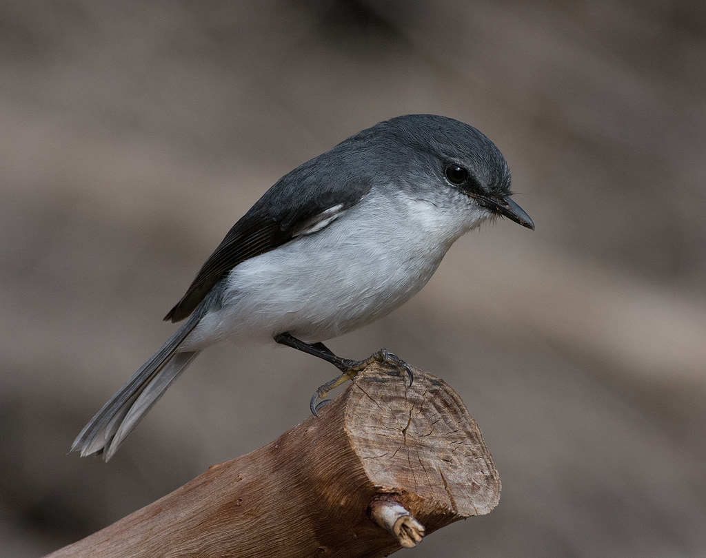Image of White-breasted Robin