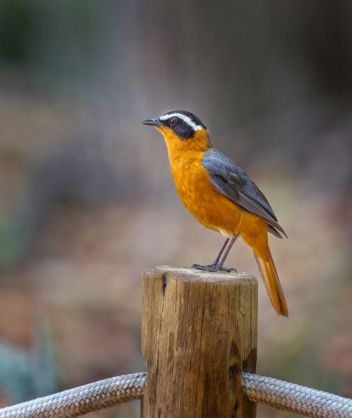 Image of White-browed Robin