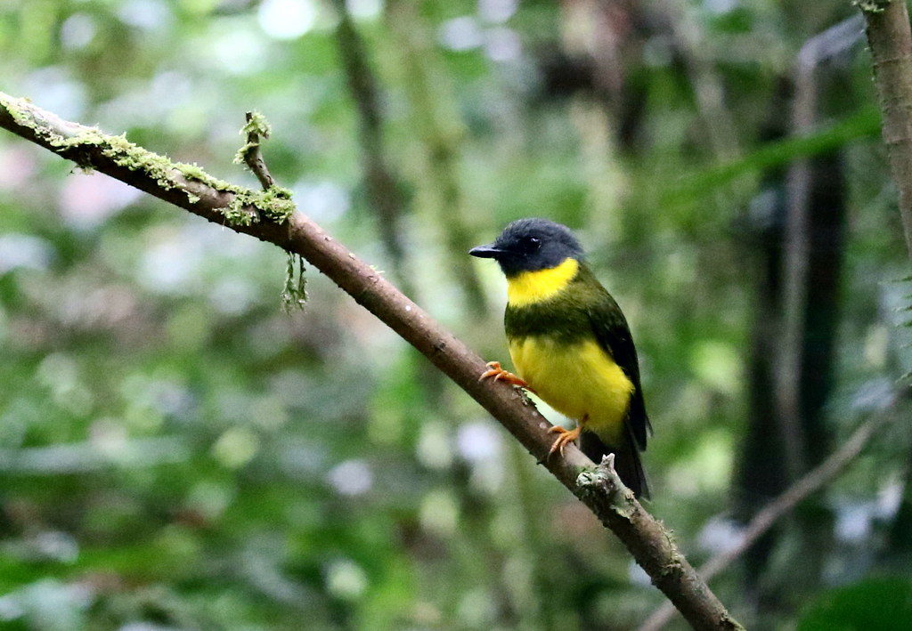 Image of Banded Yellow Robin