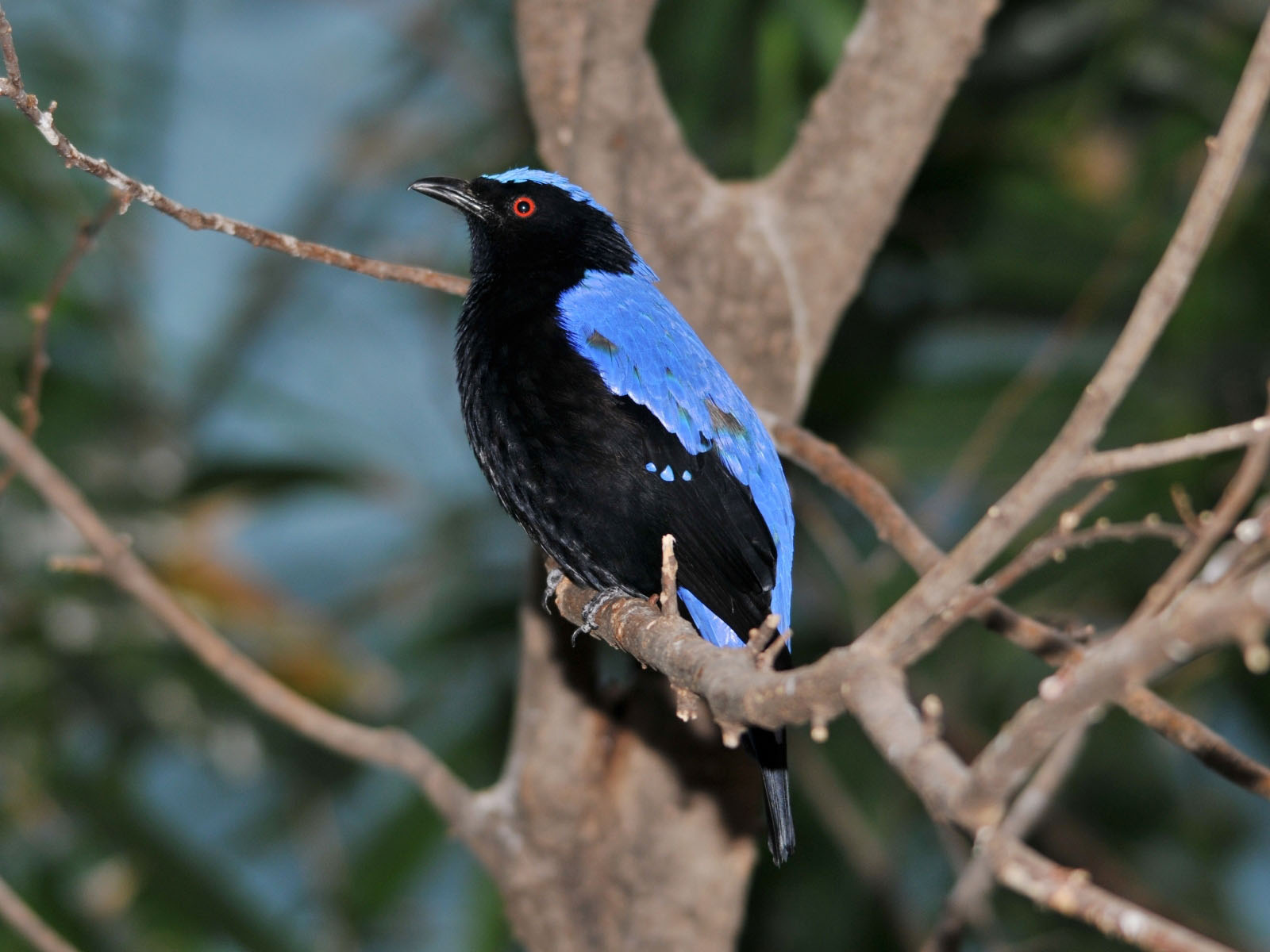 Image of Asian Fairy-bluebird