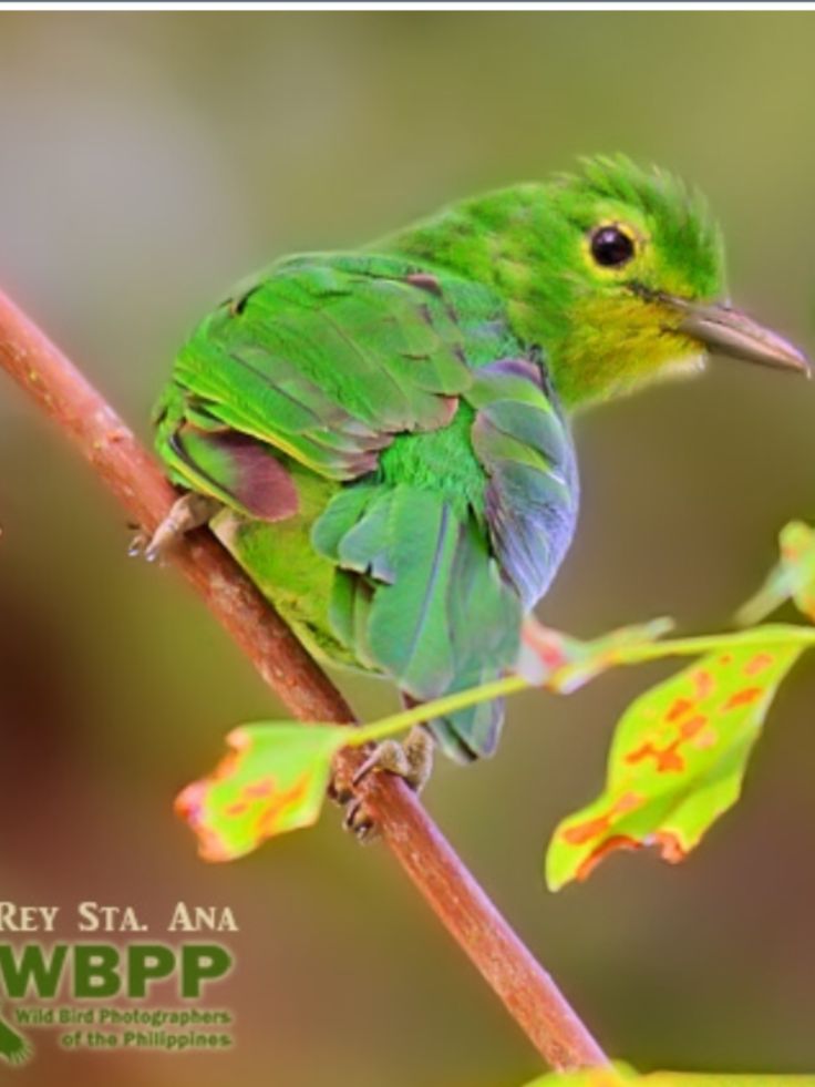 Image of Philippine Leafbird