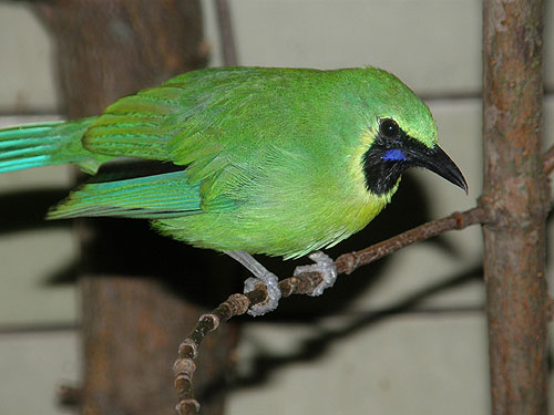 Image of Javan Leafbird