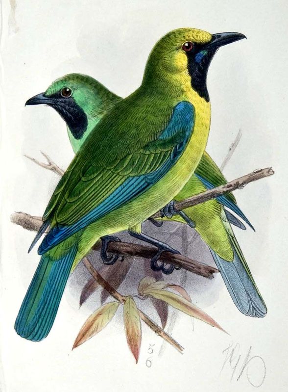 Image of Bornean Leafbird