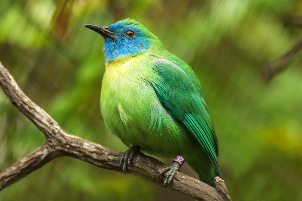 Image of Blue-masked Leafbird